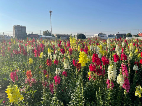 Vista el edificio desde el campo de flores.