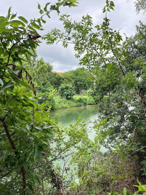 Riverside greenery