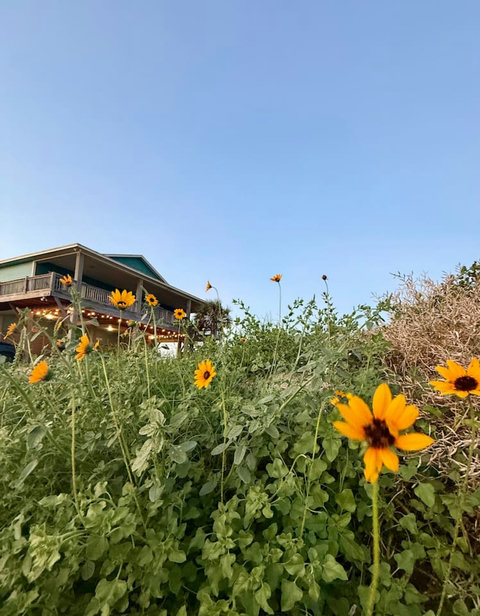 Wildflowers on the dunes