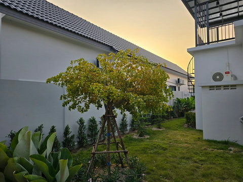 Calming backyard garden