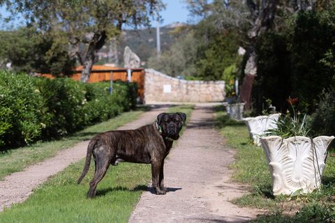 Il nostro dolce Dexter