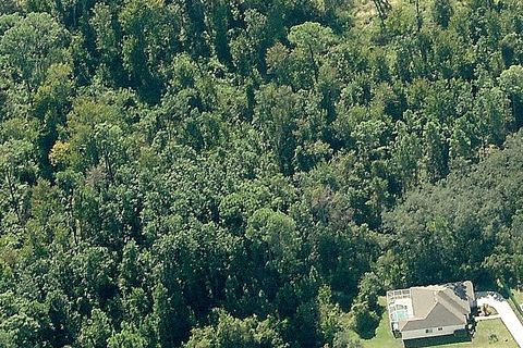 The pure virgin Florida forest of our conservation subdivision surrounds you!