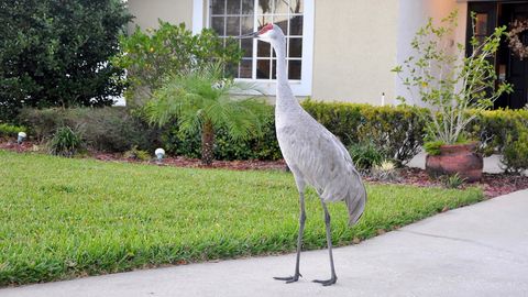 The Thousand Oaks Conservation where our homes are located is very welcoming and friendly. Neighbours will often drop by for a visit!