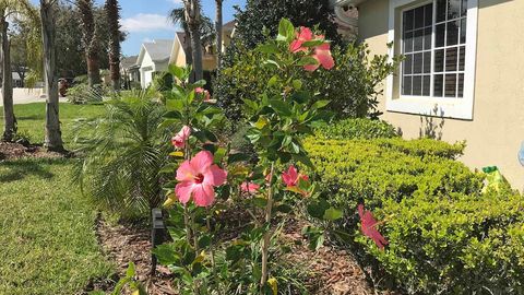 Our yard is landscape with both plants and pride. So much more than typical Florida rental home standards.