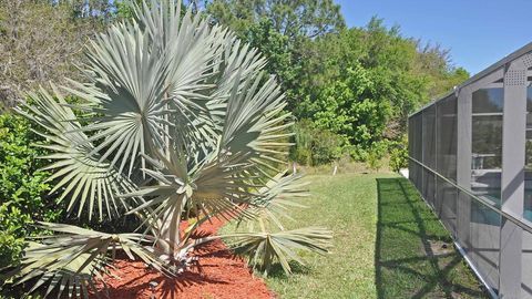 Our large Bismarck palm now towers above the enlarged pool cage, providing a great Florida atmosphere in which to enjoy the large yard.