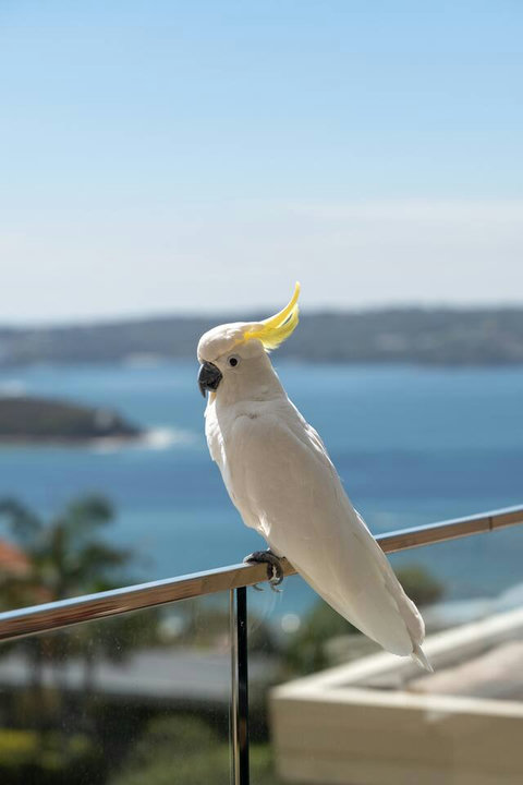 A local sulphur-crested cockatoo taking in the view, with Sydney Harbour as the backdrop