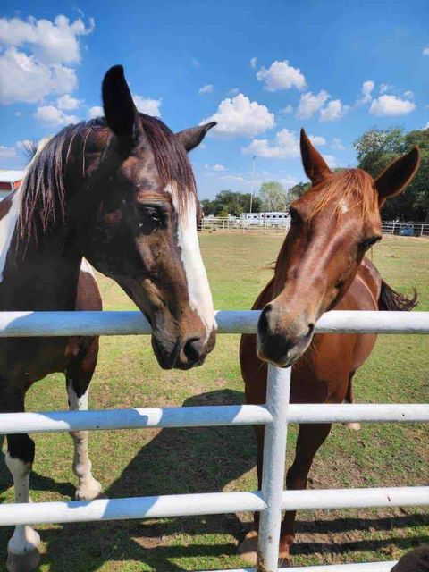 Riot (paint) and Clair (bay) are your hosts for the backyard!!  They love treats and they love to say hello! 

Apples and carrots are their favorite! 