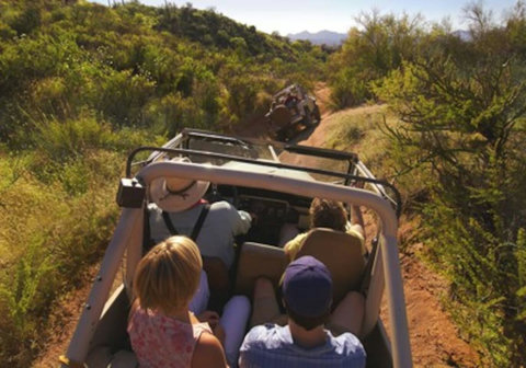 Nature's Wonderland: Discover the allure of the Sonoran Desert during your stay. 