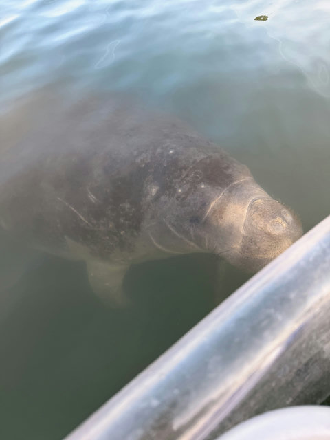 Manatees in the Canal: Fall, Summer and Spring