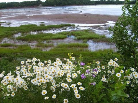 Tatamagouche Bay at low tide
