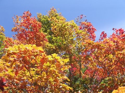 Come hug a tree - we have century old trees on our land
