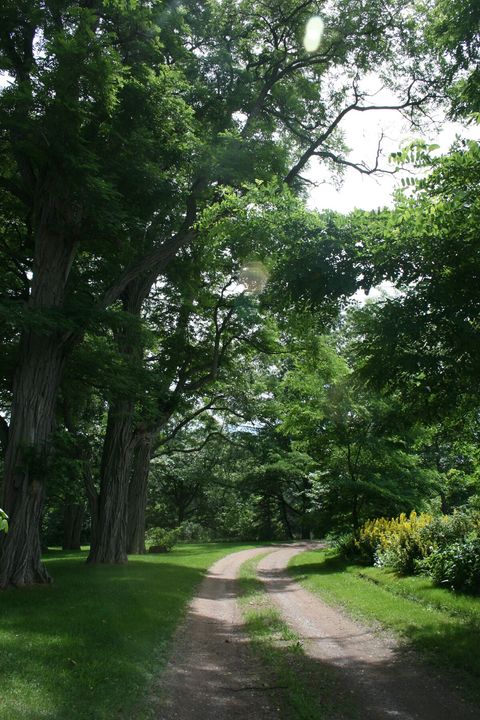 century old Linden trees