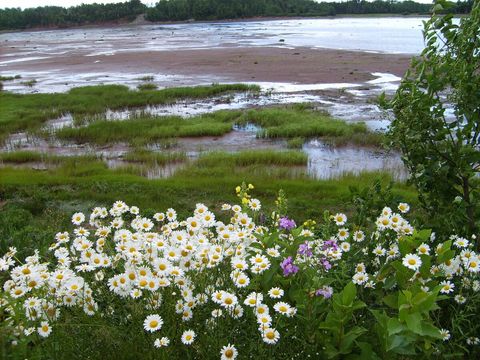 Daisies at the Bay