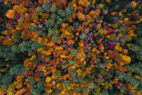 aerial view of a colorful autumn forest with mixed foliage