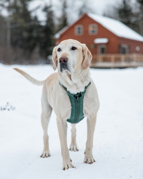 A dog stands in the snow with a red cabin in the background.
