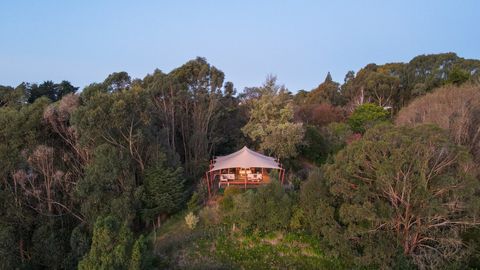 Nestled in the tree of Havelock North