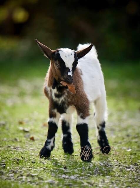 Awwwww. Jolene as a baby. She likes to eat from your hand