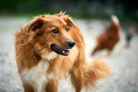 Bryn... throw his ball to be his best friend