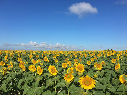 Walk amongst breathtaking sunflowers, between July and September