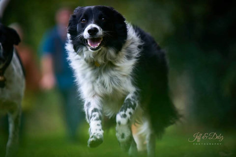 Meet Miss Maerdy Bear, a Welsh Border Collie.