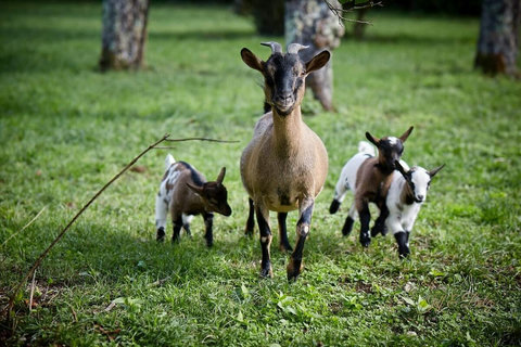 Mushroom and her kids