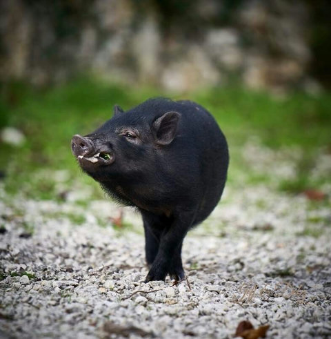 Monsieur Marcel. He's a little larger these days