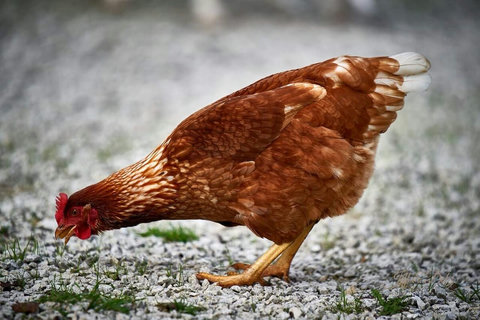 The chickens wander round all day, supervising things. They are very efficient and quite bossy too.