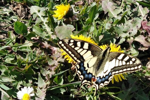 Unspoiled land is alive with wildlife