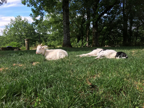 Donkey and her best friend Baaaarry the baby goat