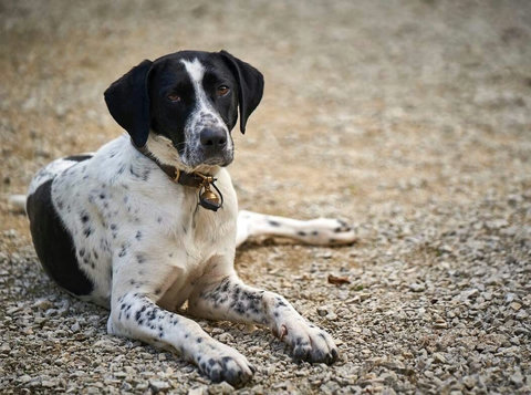 Donkey. Half Collie, half Pointer.