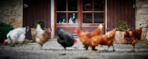 "What shall we have for dinner tonight?"