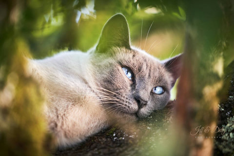 Issi and her blue eyes