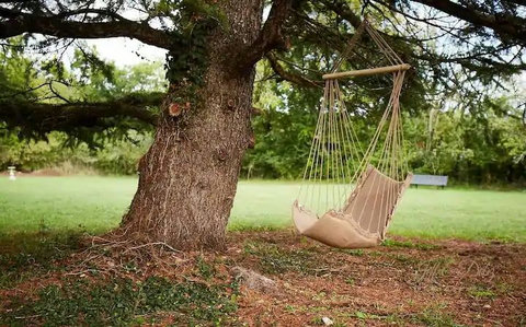 Chair under the big fir tree