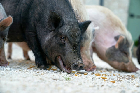 The pigs' favourite  time of day! You are welcome to join in