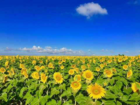 Every summer, as tall as people, the sunflowers follow the sun for an amazing spectacle