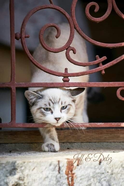Jac-Jac on the balcony
