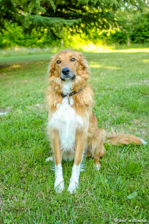 "Oh pleeeeeeeaaaaassssse would you throw the ball? Please, please, please..."  Bryn is a Red Welsh Collie. His approach to rounding sheep is slightly different to a Border Collie. He prefers balls to sheep.
