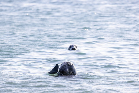 The friendly dogs of the sea, seals can be seen with delight all year round. They bask on Dulas Island and feed in the tidal race off Point Lynas