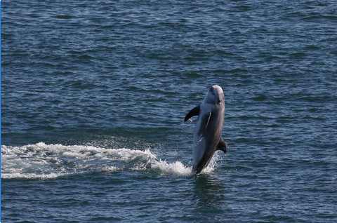 Seeing a dolphin in the wild is a moment you'll not forget - they feed in the turbulent tidal race below Lynas Point. Seeing them is more likely in warmer months, early morning, at the turn of the tide. Seals and porpoises are common all year round. 