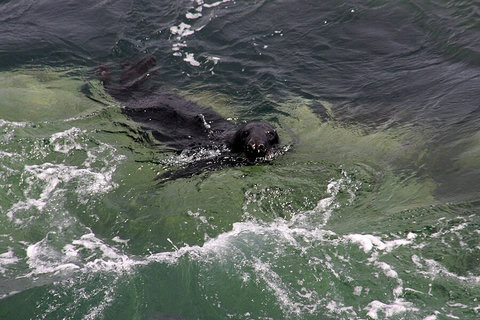 The friendly dogs of the sea, seals can be seen with delight all year round. They bask on Dulas Island and feed in the tidal race off Point Lynas